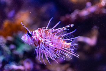 the dangerous scorpion fish in the tank of an aquarium