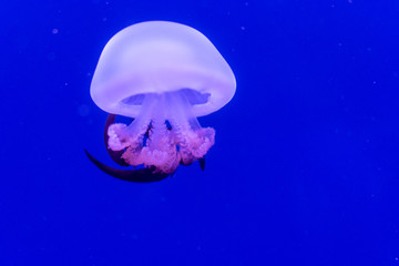 Beautiful jellyfish float in the tanks of an aquarium