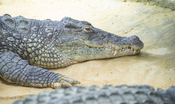 An alligator is a crocodilian in the genus Alligator of the family Alligatoridae,  close up texture of alligator skin