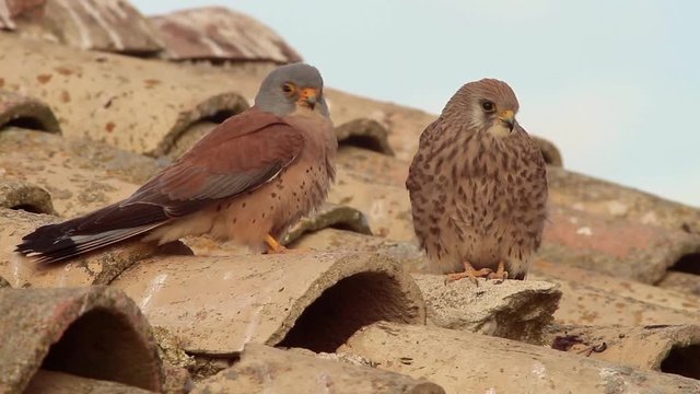 Lesser Kestrel (Falco naumanni), Castilla La Mancha.