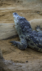 An alligator is a crocodilian in the genus Alligator of the family Alligatoridae,  close up texture of alligator skin