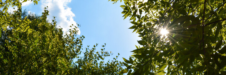 beauty spring time, tree with green leaf and blue sky background
