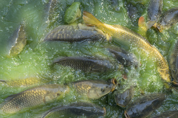Crowd of many freshwater fish hungry such as catfish, snakehead fish, snake fish and other scramble for eat a food in river when feed , spain