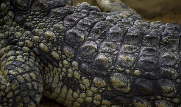An alligator is a crocodilian in the genus Alligator of the family Alligatoridae,  close up texture of alligator skin