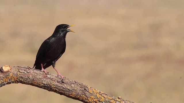 Spotless Starling (Sturnus unicolor), calling, Castilla La Mancha, Spain.