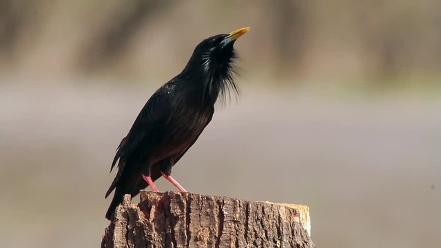 Spotless Starling (Sturnus unicolor), calling, Castilla La Mancha, Spain.