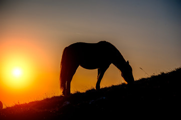 horse grazing in the mountains at sunset