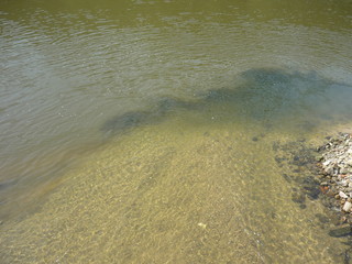 clean spring water meets dirty water of Labe river, pollution