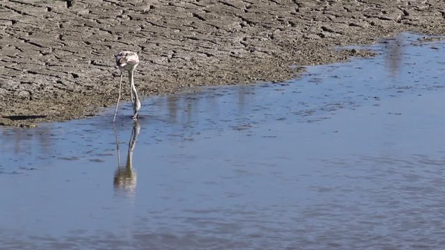 Greater Flamingo (Phoenicopterus roseus) feeding, Castilla La Mancha, Spain