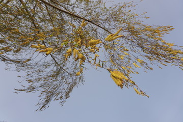 birch buds, view top