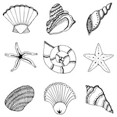 Black and white hand drawing set of shells