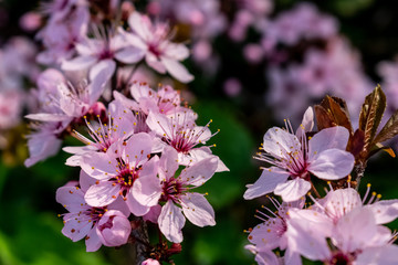 Pink flowers in park, in spring season