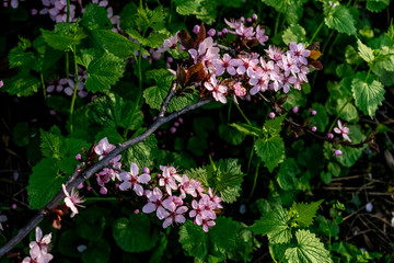 Pink flowers in park, in spring season