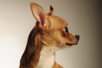 Chihuahua dog in the studio on a light white background