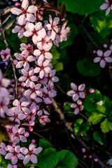Pink flowers in park, in spring season