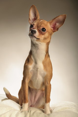 Chihuahua dog in the studio on a light white background