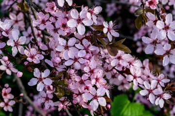 Pink flowers in park, in spring season