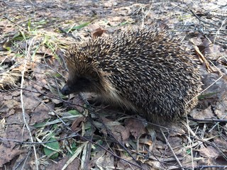 Forest Hedgehog