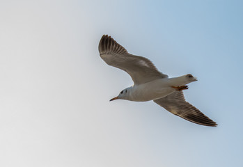 Seagulls are flying at the sea.