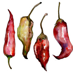 Pepper wild vegetables in a watercolor style isolated. Full name of the vegetables: Pepper . Aquarelle wild vegetables for background, texture, wrapper pattern or menu.