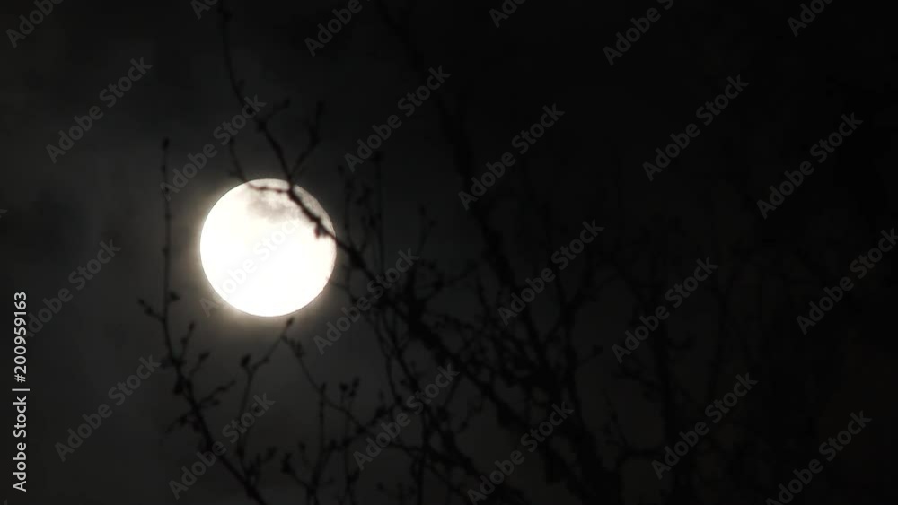 Canvas Prints dark clouds passing glowing full blue moon at night with creepy old wicked branches in the foregroun
