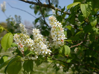 Branch of a chestnut tree with flowers, easily visible stamens, pistils, petals,