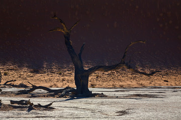 Trees of the Namibian desert