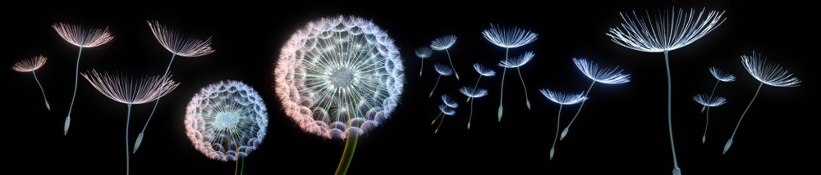 Fototapeta Dandelions na czarnym tle w ekstremalnym formacie krajobrazowym