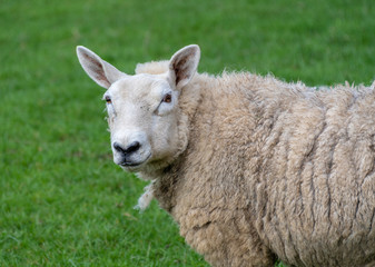 Female sheep in a field