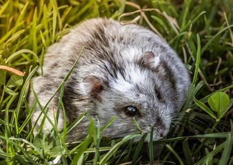 chomik © Henryk Niestrój