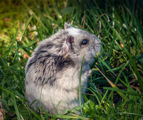 chomik © Henryk Niestrój