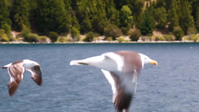 Side view of Seagull flying with clear blue sky and blue ovean background