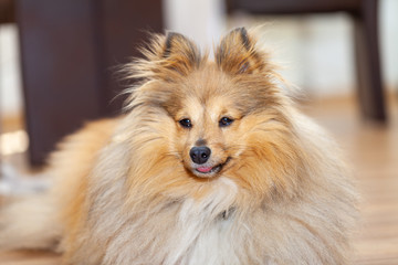 shetland sheepdog lies on a woody ground