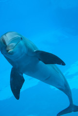 Delfino che gioca - Dolphin playing -  イルカ遊び © Photo&Lightroom  LF