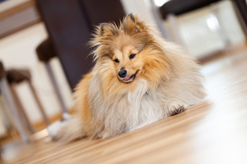 shetland sheepdog lies on a woody ground