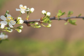 Blossoming tree in spring close-up	