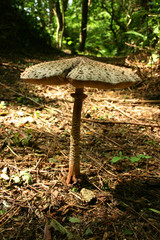 champignon grande coulemelle en automne