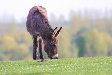 Donkey graze on the floral spring meadow