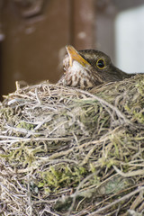 A female goat sitting on a nest under a pergola.