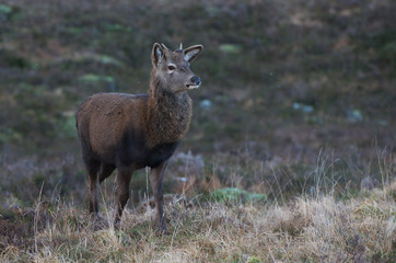Roe Deer in Scottish Highlands