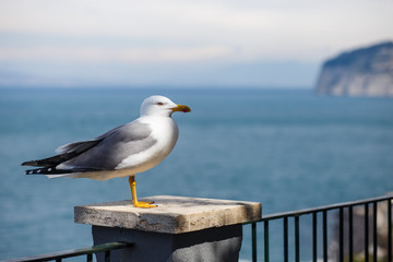 Sea gulls sitting on a fence in southern Italy, Sorrento, Amalfi coast