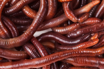earth worm background