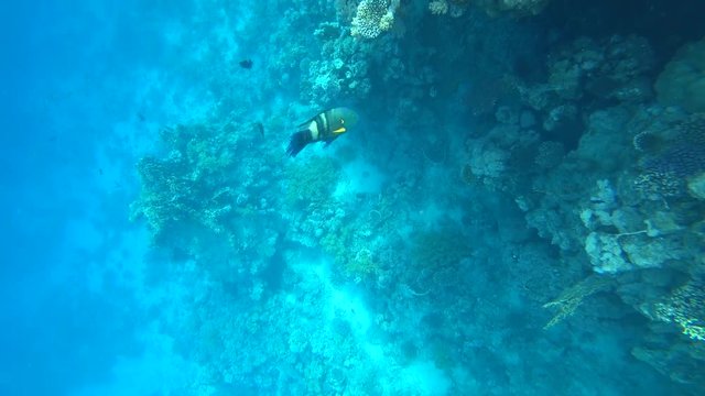 Broomtail Wrasse fish swim on coral reef .