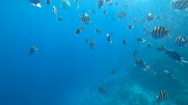 school of Indo-Pacific sergeant swims over coral reef, Red sea, Egypt