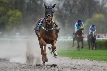 Fototapeta premium Frightened horse without jockey during horseracing.