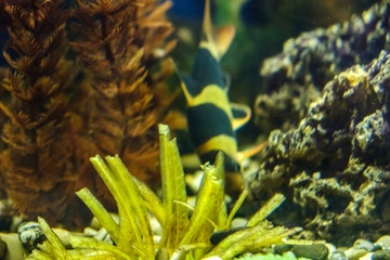 Fish in the aquarium, aquarium on the background of aquatic plants