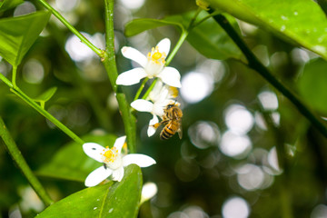 Fototapeta premium bee and flowers