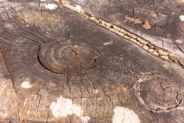 Stump texture on the cut, beautiful wood texture rustic	