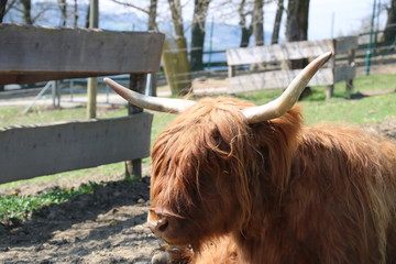 Büffel