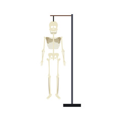 human skeleton model vector illustration graphic design